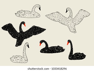 Set of black and white swans. Hand drawn birds.