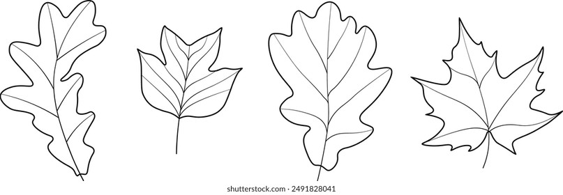 Conjunto de hojas de árbol blancas y negras. Hojas blancas y negras para colorear. 2 hojas de roble, 1 hoja de arce, 1 hoja de tulipán. Hojas de árbol sobre fondo aislado blanco