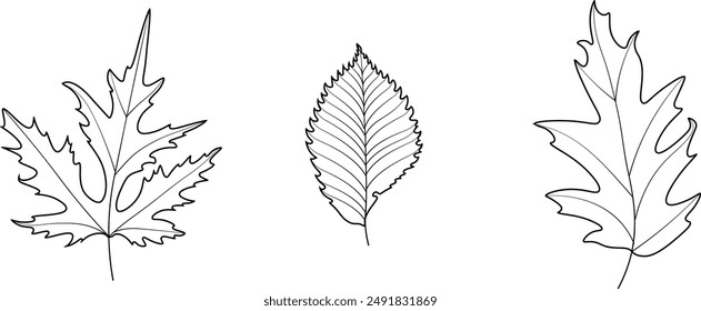 Set of black and white tree leaves. Black and white leaves for coloring. 2 oak leaves, 1 maple leaf, 1 birch leaf. Tree leaves on white isolated background