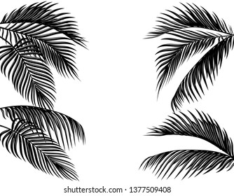 Set of black and white tropical palm leaves. Isolated on white background Vector illustration