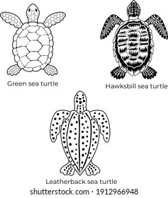 Set of black and white vector cliparts of Green sea turtle, Hawksbill sea turtle and Leatherback sea turtle. Three species of endangered sea tortoise