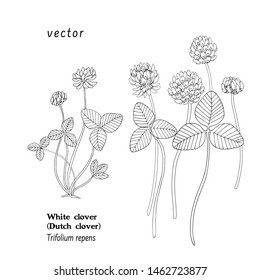 Set of black and white vector hand drawn illustrations of White clover, Dutch clover, Ladino clover, Trifolium repens, isolated on white background.
