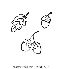 A set of black and white vector illustrations with acorns and oak leaves. Elements for logos, postcards, design