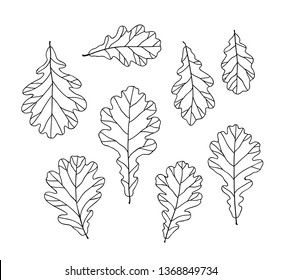 Oak Leaf Line Drawing Images Stock Photos Vectors Shutterstock