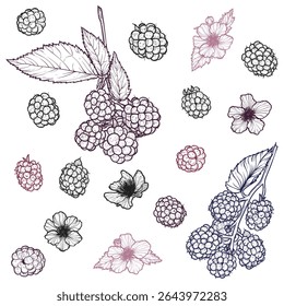 Set of blackberries with their flowers. Vector hand drawn line art of summer fruit in red and black isolated on white background. Highly detailed for print and online projects.