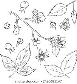 Set of blackberry bush plant elements. Berries, flowers, branches and leaves for the design of jams, cosmetics, cards and other designs. Vector image for printing on dishes, clothes, toys, etc.