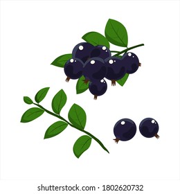 Set of blackcurrant and leaves isolated on white background.
