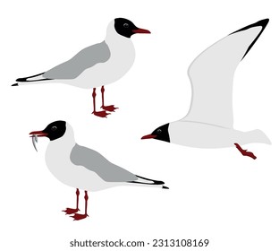 Set of Black-headed gull bird. Chroicocephalus ridibundus isolated on white background. Seabird is flying, standing and eating fish. Vector illustration.