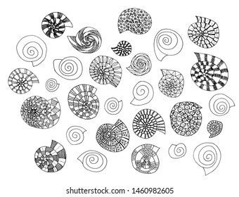 Set of black&white sea shells drawing in sketch style. Line-art. Hand drawn. Big size. High resolutions. Isolated on white background