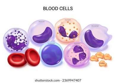Set of blood cells vector. Red blood cells, white blood cells, and platelets. Erythrocyte. Thrombocyte. Leukocytes: Lymphocyte, Monocyte, Basophil, Neutrophil, Eosinophil and Macrophage.
