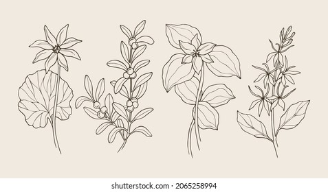 Set of bloodroot, red bearberry, trillium, cardinal flower