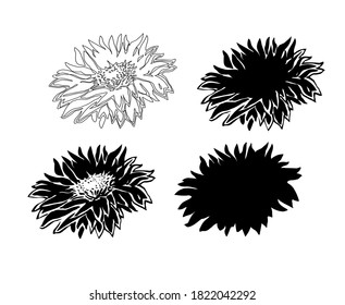 Set of bloom of four flowers Chrysanthemum isolated on white. Ink freehand sketch. Monochrome hand drawn elements for floral design, created hand made wallpaper, greeting card, poster, package.