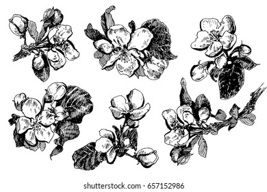 Set of blooming apple tree branches with buds and leaves, ink sketch hand-drawn vector illustration