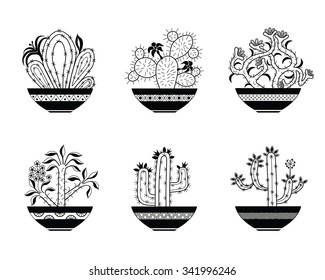 Set of blooming cactus in potted