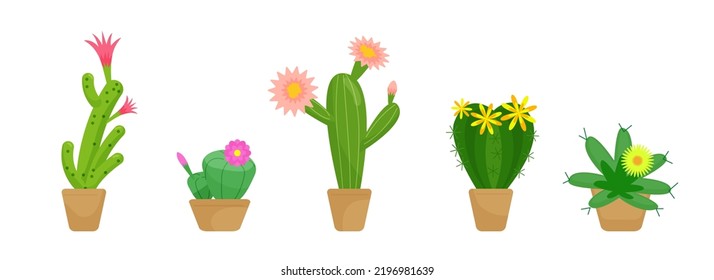 Set of of blooming cactuses in pots. Vector isolated colorful illustration.	