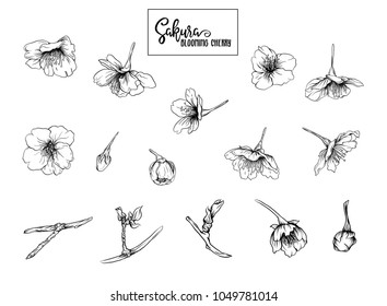 Set of blooming cherry japanese sakura. Stock vectorÂ illustration. Isolated on white background. Outline drawing. 