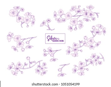 Set of blooming cherry japanese sakura. Stock vectorÂ illustration. Isolated on white background.
