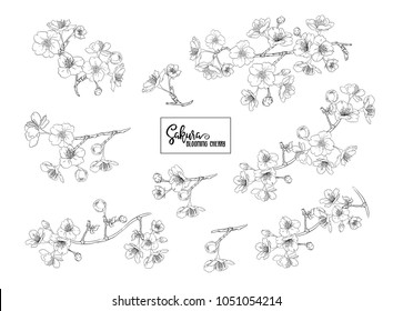 Set of blooming cherry japanese sakura. Stock vectorÂ illustration. Isolated on white background. Outline drawing. 