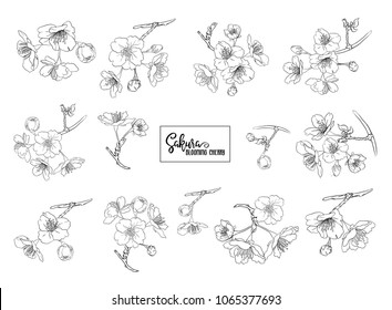 Set of blooming cherry japanese sakura. Stock vector illustration. Isolated on white background. Outline drawing. 