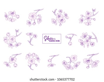 Set of blooming cherry japanese sakura. Stock vector illustration. Isolated on white background.