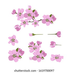 Set of blooming cherry on a white isolated background. Template for greeting card, banner, invitation, web design.
