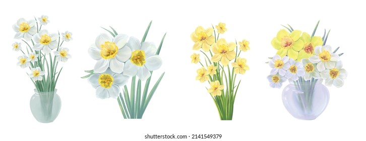 set of blooming flowers of yellow and white daffodil vector illustration