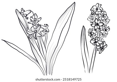 Un conjunto de flores de jacinto en flor Ilustración vectorial