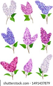 Set of blooming lilacs. Vector illustration on a white background.