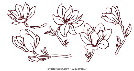 Set Blooming Magnolias Lineart Stock Vector Royalty Free