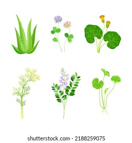 Set of blooming medicinal herbs and wild flowers. Alfalfa, clover, mother and stepmother, dill healing plants vector illustration