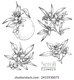 Set Blooming Neroli twig orange and flowers . Citrus flowering branch. Hand drawn vector botanical illustration for design logo brending. Cosmetic, perfumery medicinal plant