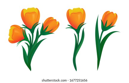 Set of blooming orange tulips with green leaves in different shapes. Vector illustration of spring flowers isolated on white background. Can be used for web banners design or other advertising layouts