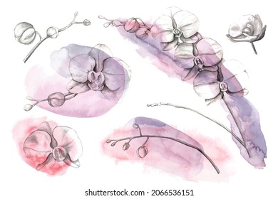 Set of blooming orchids with violet and pink watercolor background. Hand painted botanical illustration. Flowers, branches, buds.