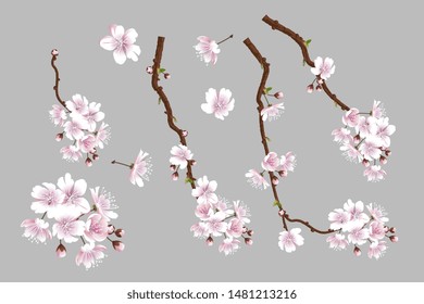 Set of blooming sakura branches