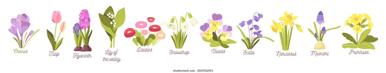 Set Blooming Spring Flowers. Garden or Forest Blossoms Crocus, Tulip or Narcissus, Hyacinth. Snowdrop, Scilla and Muscari, Primrose, Lilly of the Valley, Violets, Daisies. Cartoon Vector Illustration