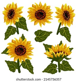 Set of blooming sunflower flowers.Cartoon vector graphics.