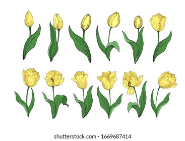 Set of blooming Tulip bouquets. Vector Botanical decorative elements. Flowers in a flat hand- drawn style . All elements are editable.