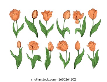 Set of blooming Tulip bouquets. Vector Botanical decorative elements. Flowers in a flat hand- drawn style . All elements are editable.