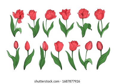 Set of blooming Tulip bouquets. Vector Botanical decorative elements. Flowers in a flat hand- drawn style . All elements are editable.