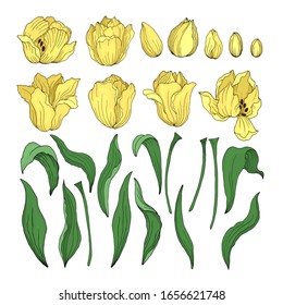 Set of blooming tulips buds leaves stems isolated on white. Hand drawing of blooming tulips. Botanical decorative element for vector design