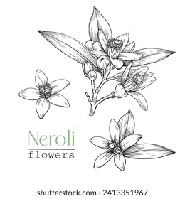 Set Blooming twig and flowers Neroli. Citrus flowers branch. Hand drawn vector botanical illustration. Cosmetic, perfumery  medicinal plant