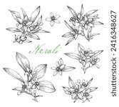 Set Blooming twig Neroli flowers. Citrus flowering branch. Hand drawn vector botanical illustration for design logo brending. Cosmetic, perfumery medicinal plant