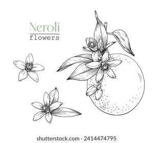 Set Blooming twig orange and flowers Neroli. Citrus flowers branch. Hand drawn vector botanical illustration. Cosmetic, perfumery medicinal plant