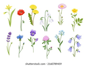 Set of blooming wild flowers, garden plants. Buttercup, poppy, cornflower, daisy, dandelion and clover. Botanical decorative elements. Collection of hand drawn flat illustrations.