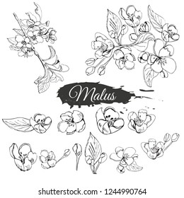 Set of blossoming branch of apple tree and abstract spot. Hand drawn sketch of  malus flowers isolated on white background. Vector illustration.