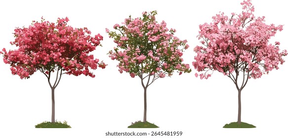 Set of blossoming Malus micromalus Kaido Crab Apple trees isolated, vector illustration, spring garden plants, flowering fruit trees, ornamental tree, nature flora.