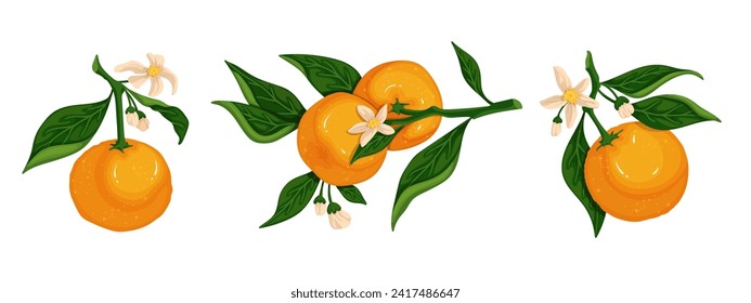 Conjunto de ramas anaranjadas florecientes con cítricos maduros. Gráficos vectoriales.