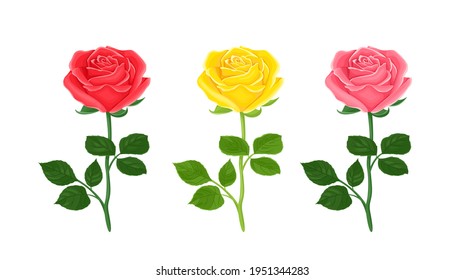 Set of blossoming roses of red, yellow and pink colors isolated on a white background. Vector illustration of garden flowers in cartoon flat style.