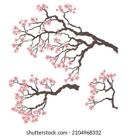 Conjunto de ramas sakura florecientes aisladas en fondo blanco. Gráficos vectoriales.