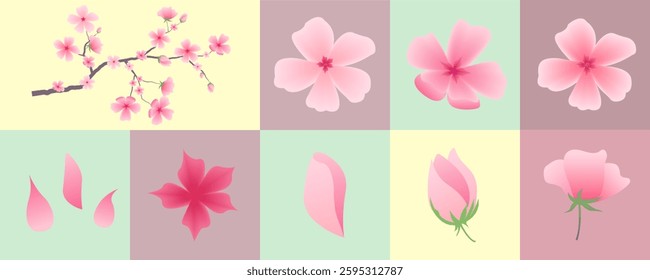 Set of blossoming sakura flowers for spring. Pink floral branch and petals in multicolored rectangles. Vector illustration